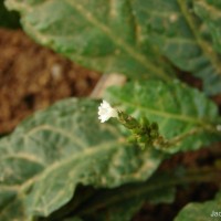 Elytraria acaulis (L.f.) Lindau